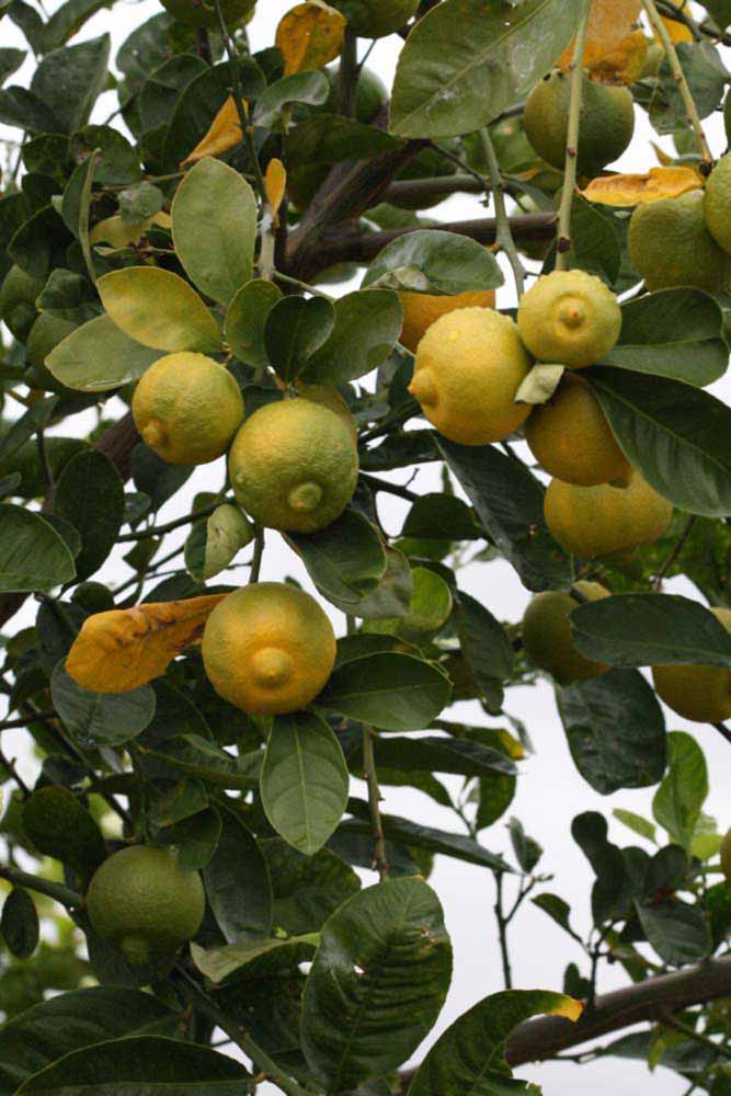            Fruit (Riverside, CA)   